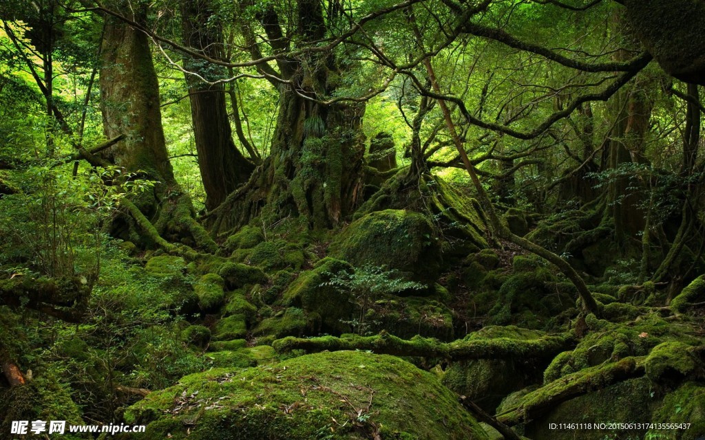 长满苔藓的森林