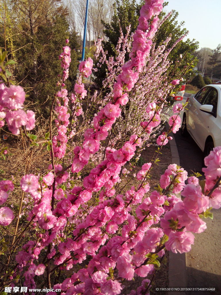 樱花