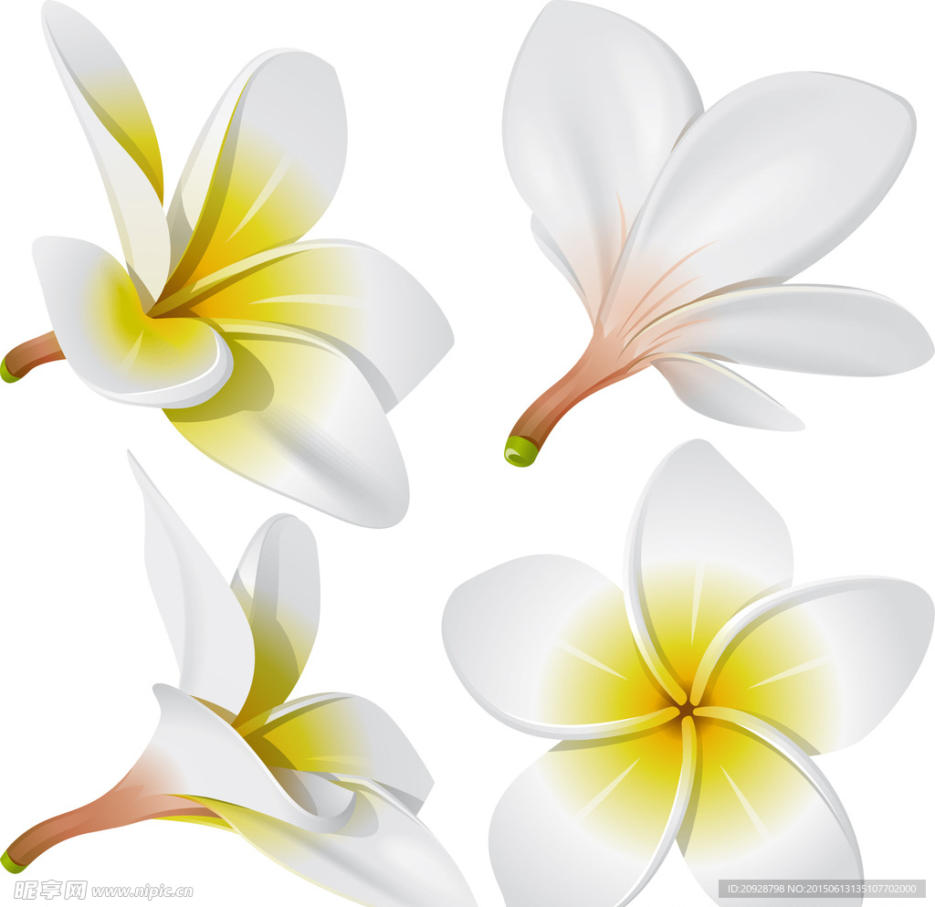鸡蛋花
