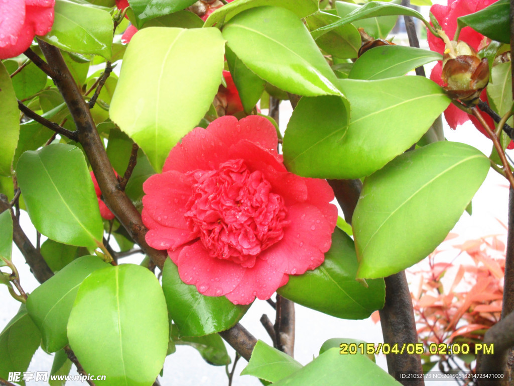 红茶花