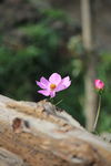 格桑花