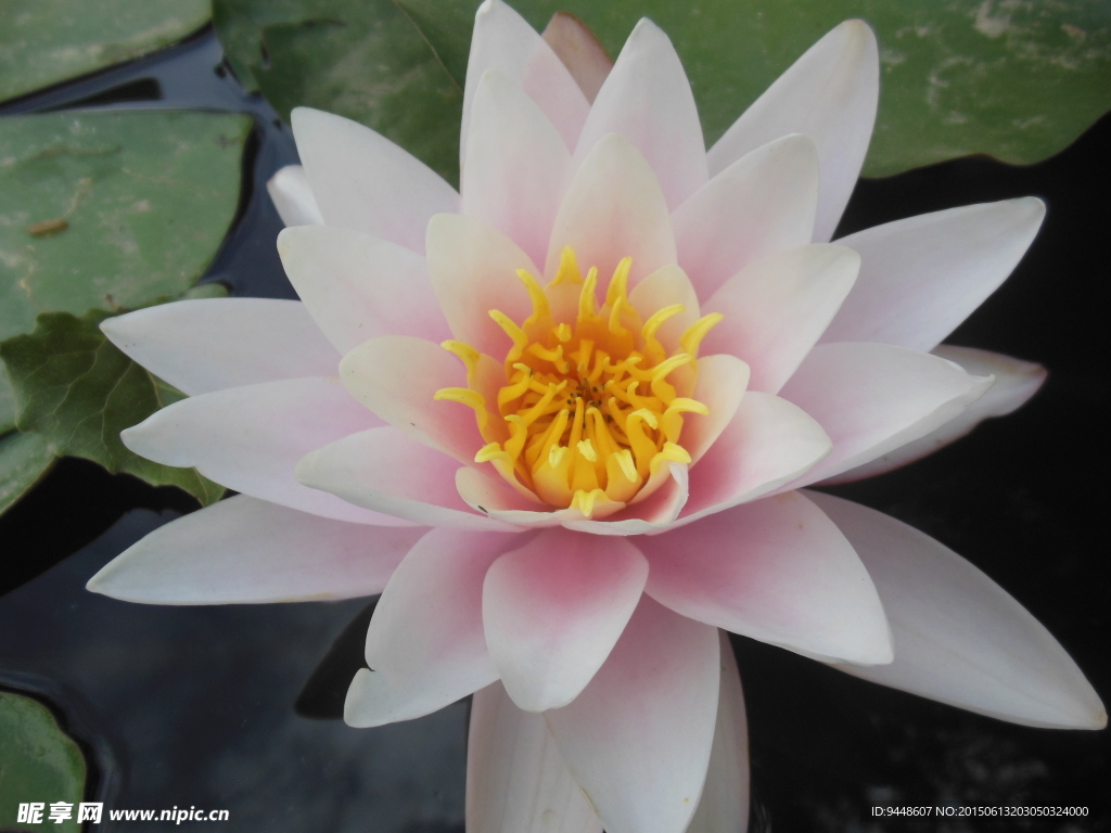睡莲花