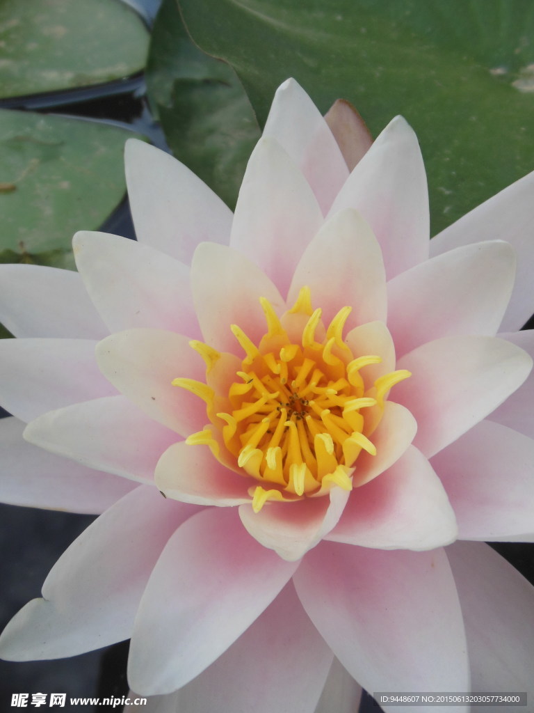 睡莲花