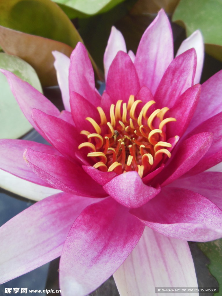 睡莲花