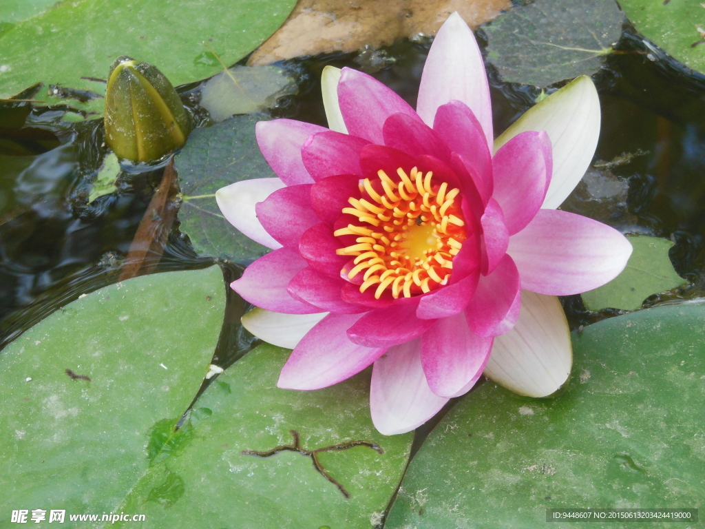 睡莲花