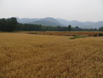 麦田景色