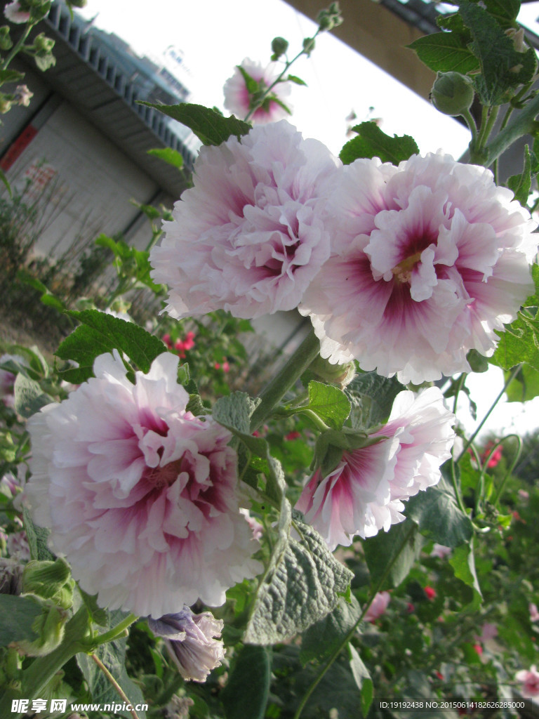 蜀葵