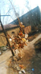 干枯 小花