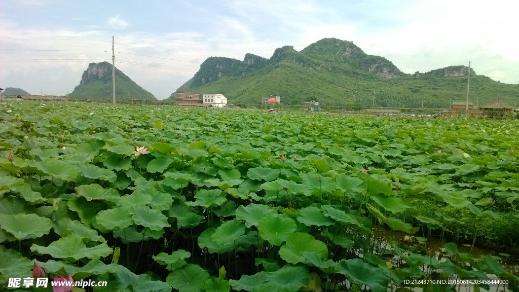 荷花池