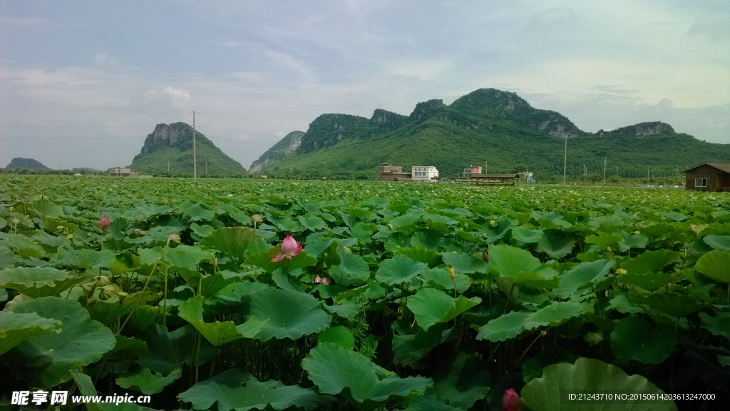 荷花池