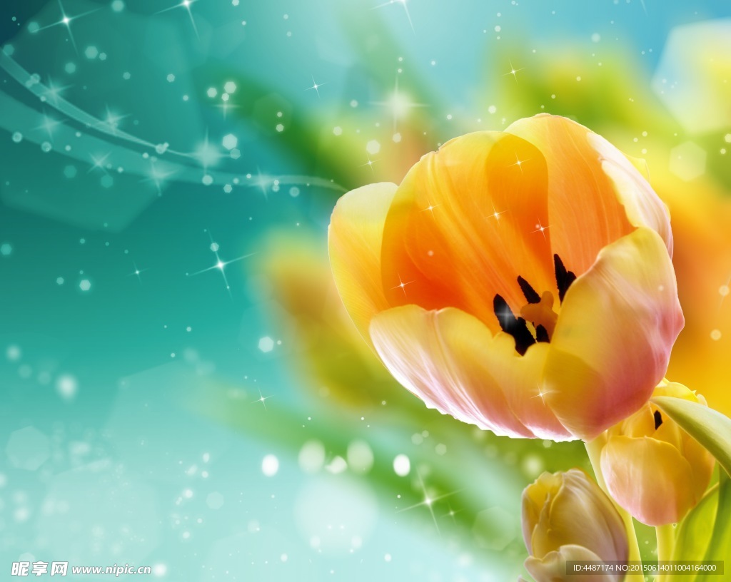 鲜花 设计花卉 摄影图