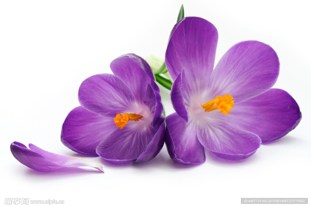 紫色小花