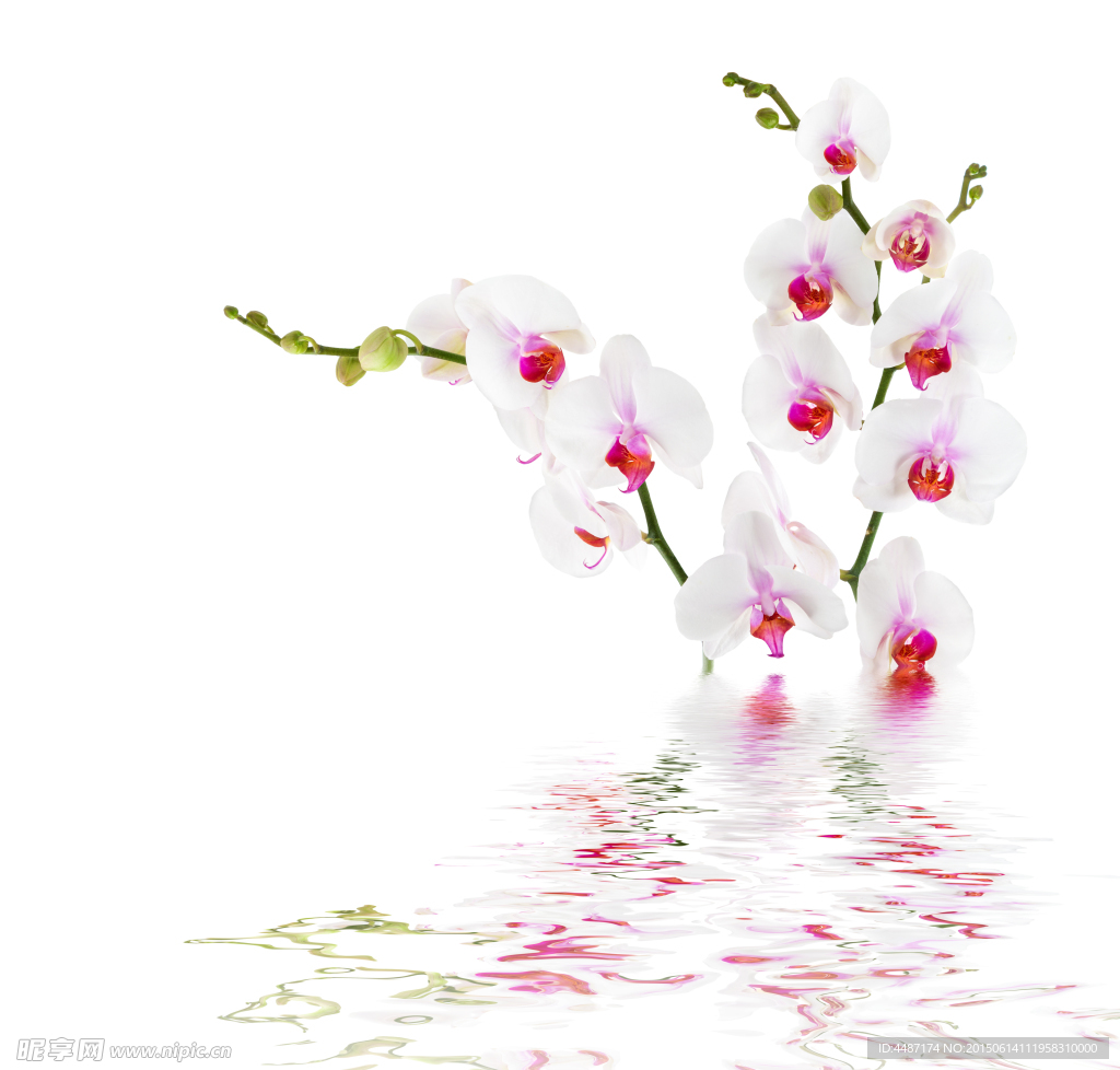 空白背景花卉摄影