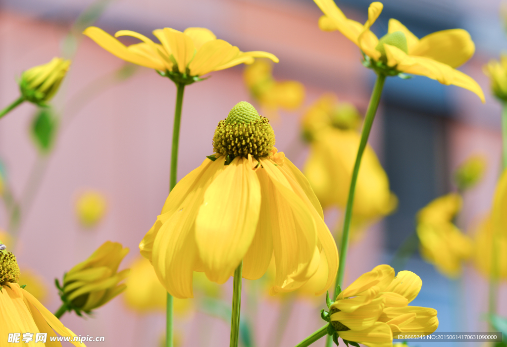 小黄花