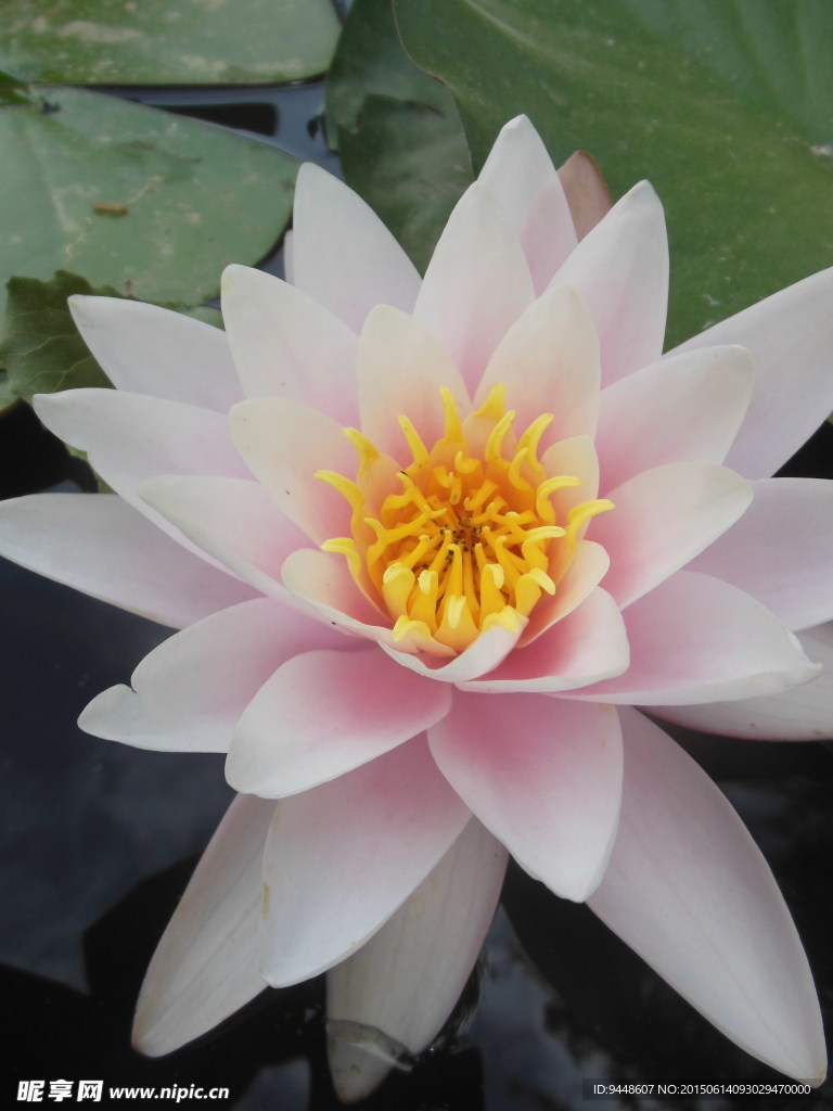 睡莲花