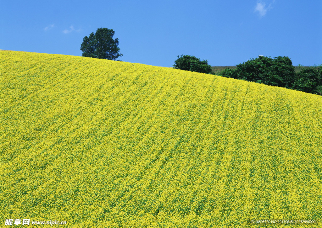 花田风景