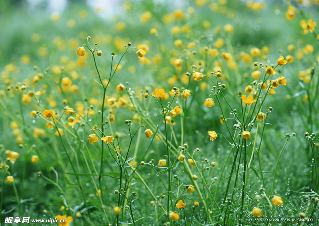 花田摄影风景