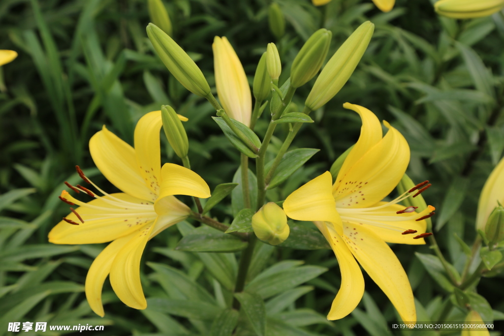 百合花