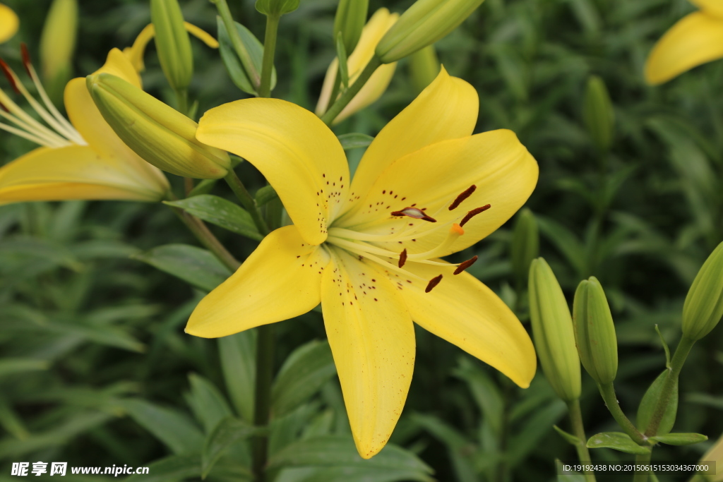 百合花