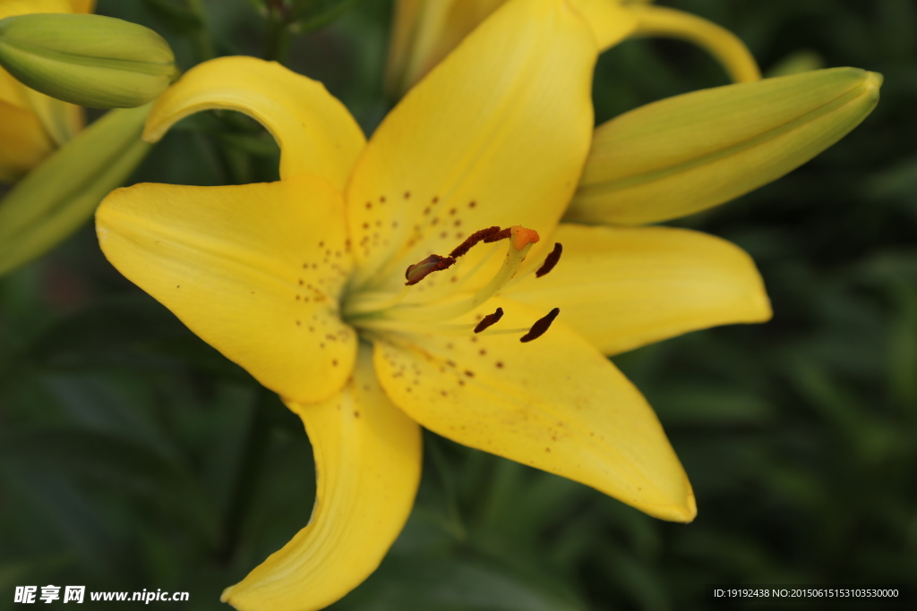 百合花