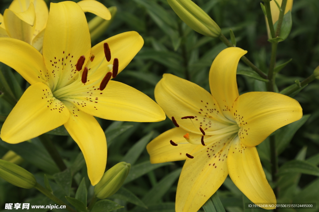 百合花