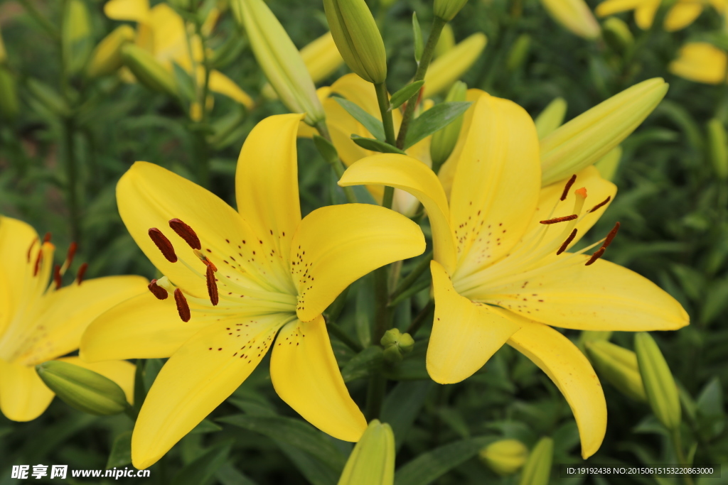百合花