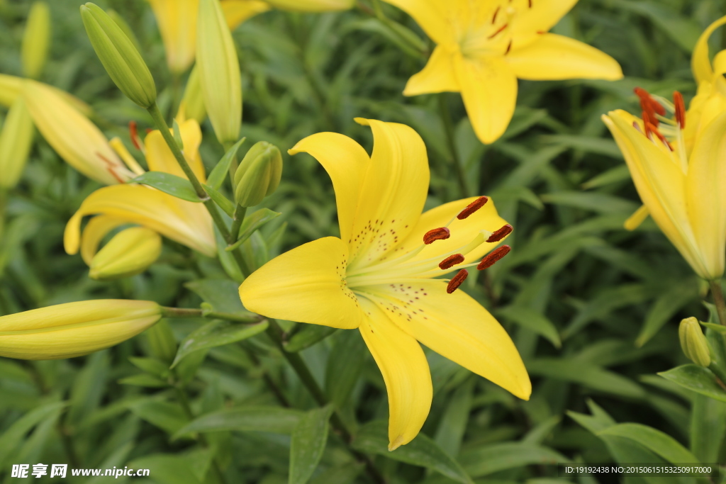 百合花