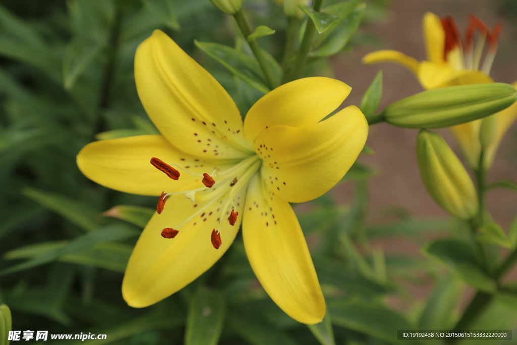 百合花