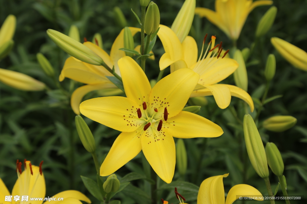 百合花