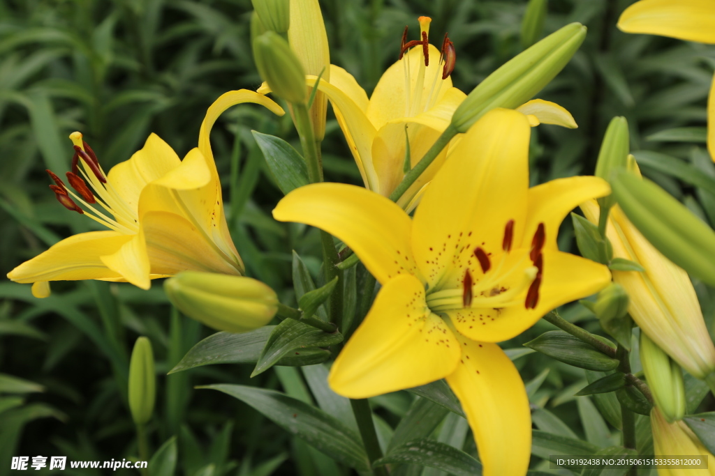 百合花