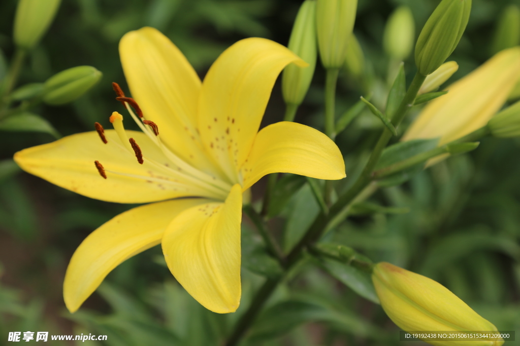 百合花