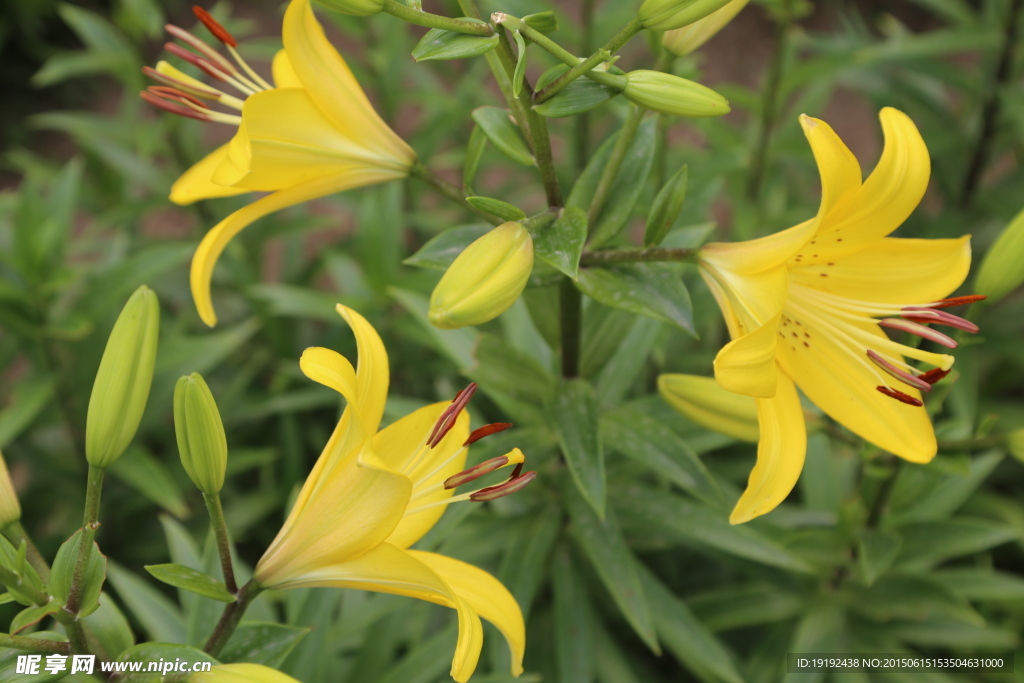 百合花