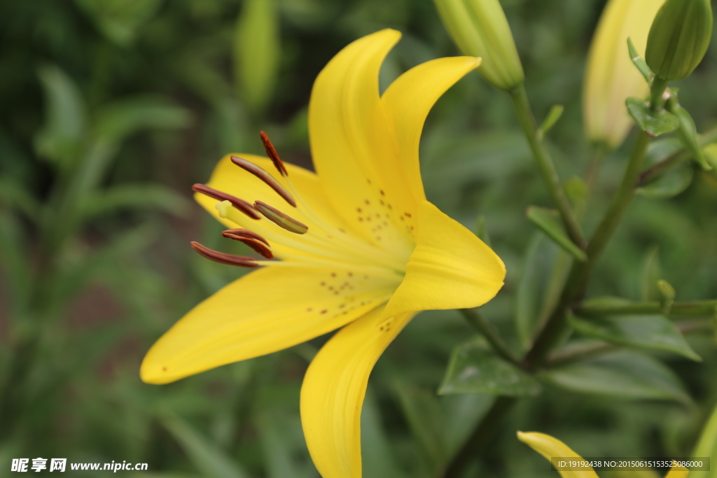 百合花