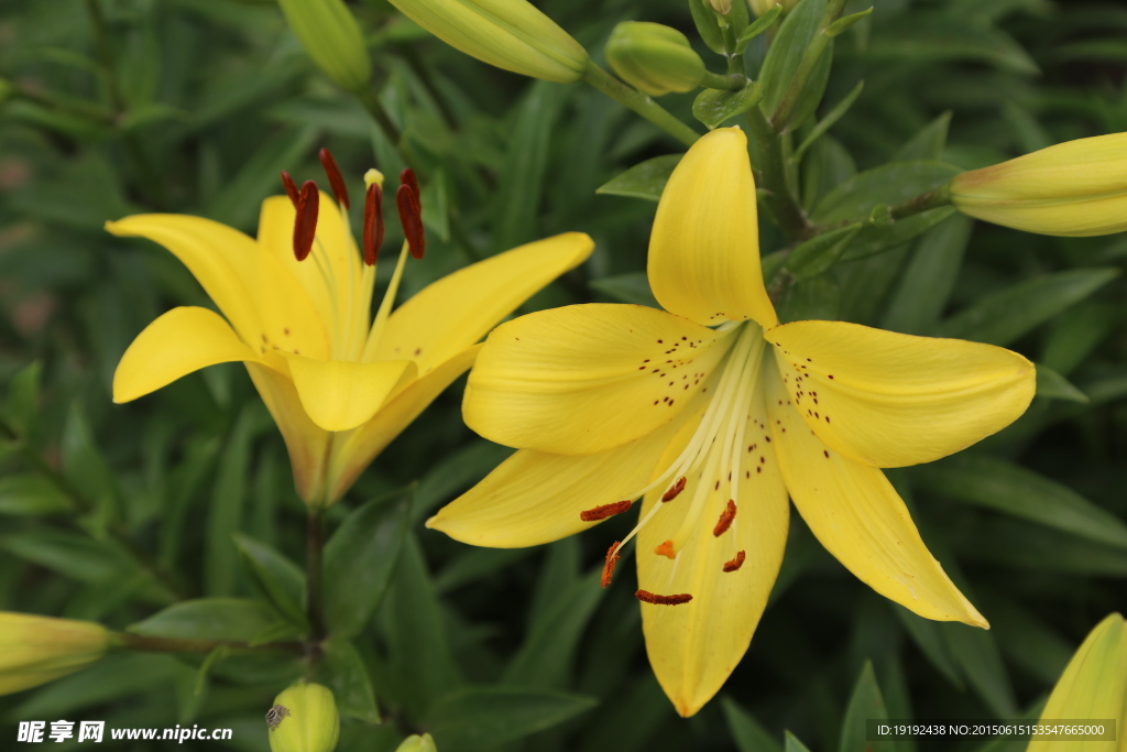 百合花