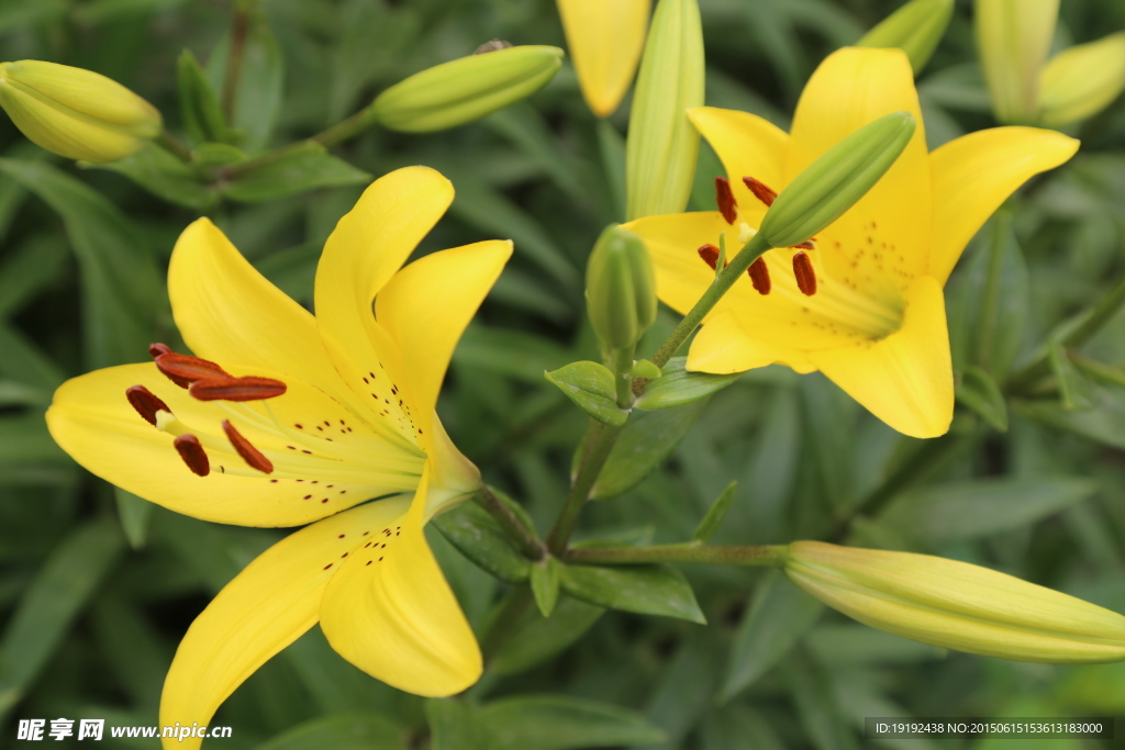 百合花