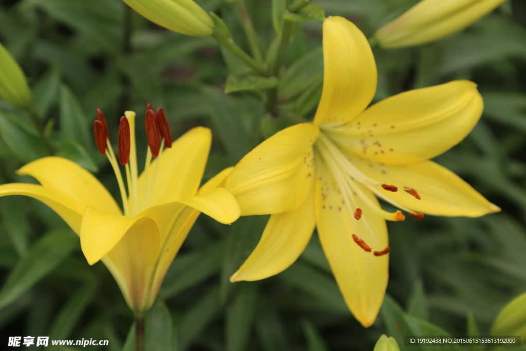 百合花