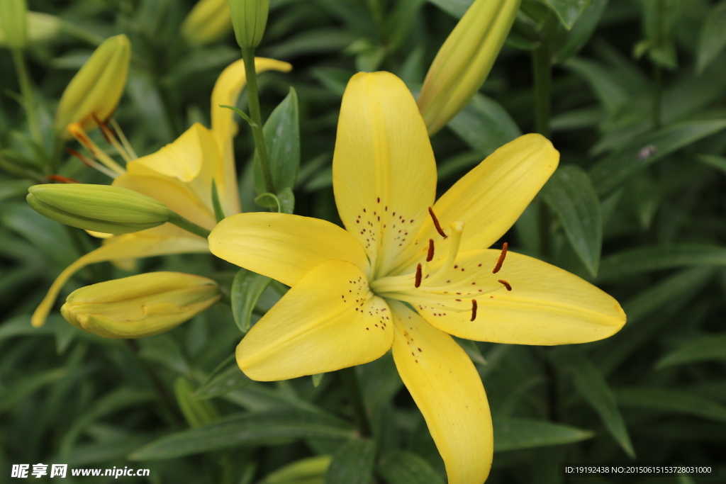 百合花