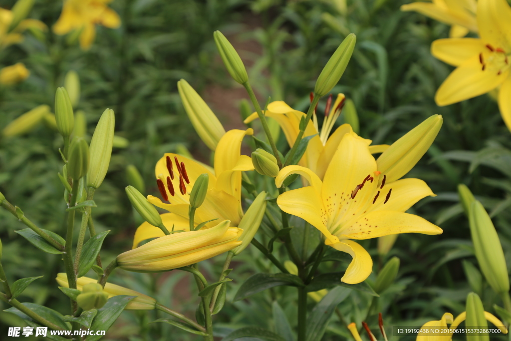 百合花