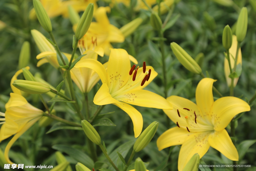 百合花
