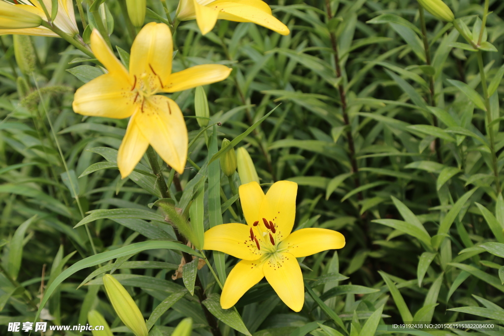 百合花