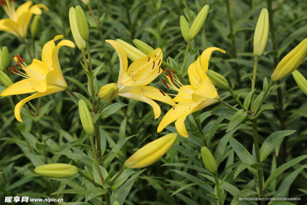 百合花