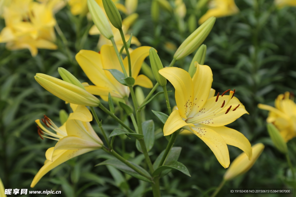 百合花