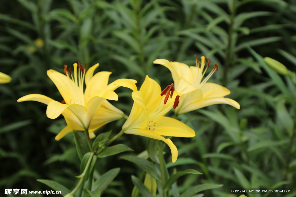 百合花