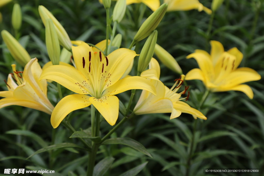 百合花