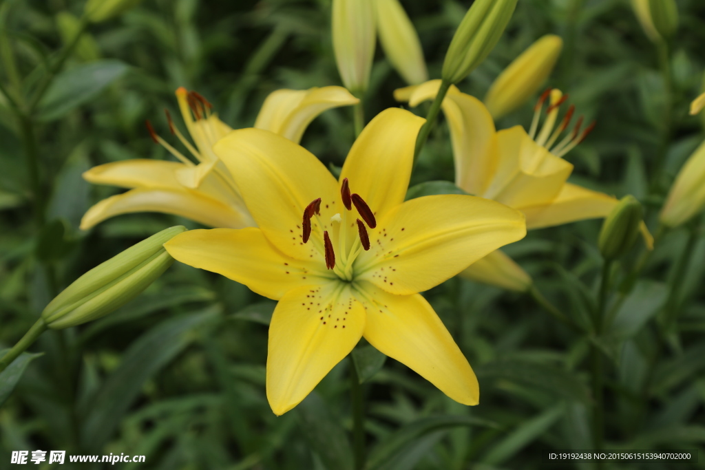 百合花