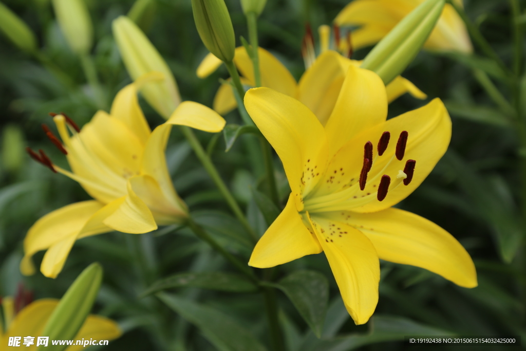 百合花