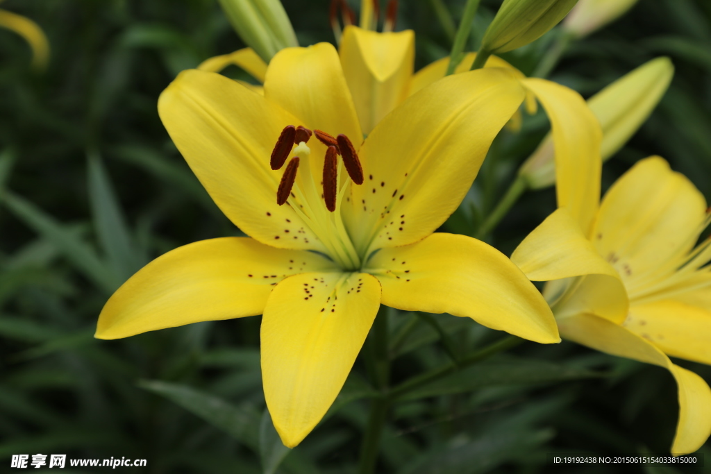 百合花