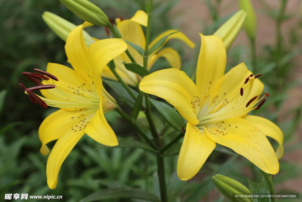 百合花