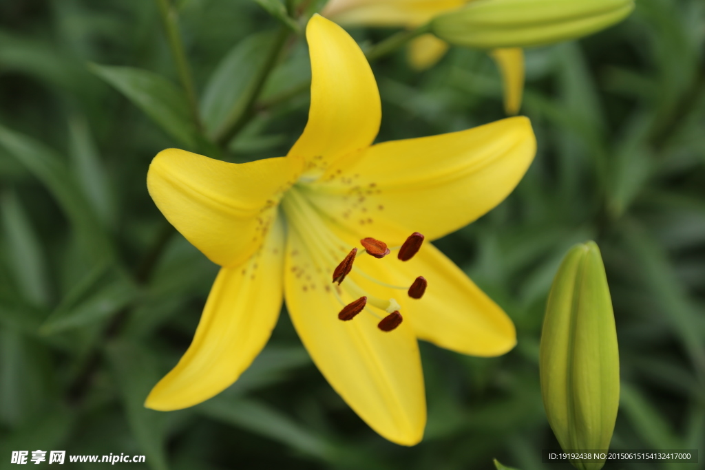 百合花