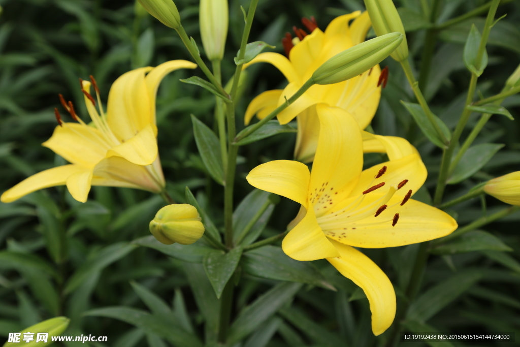 百合花